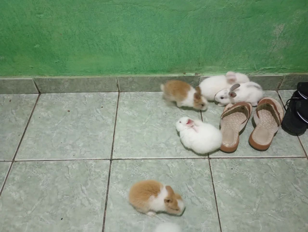 Coelhos  - Foto 2