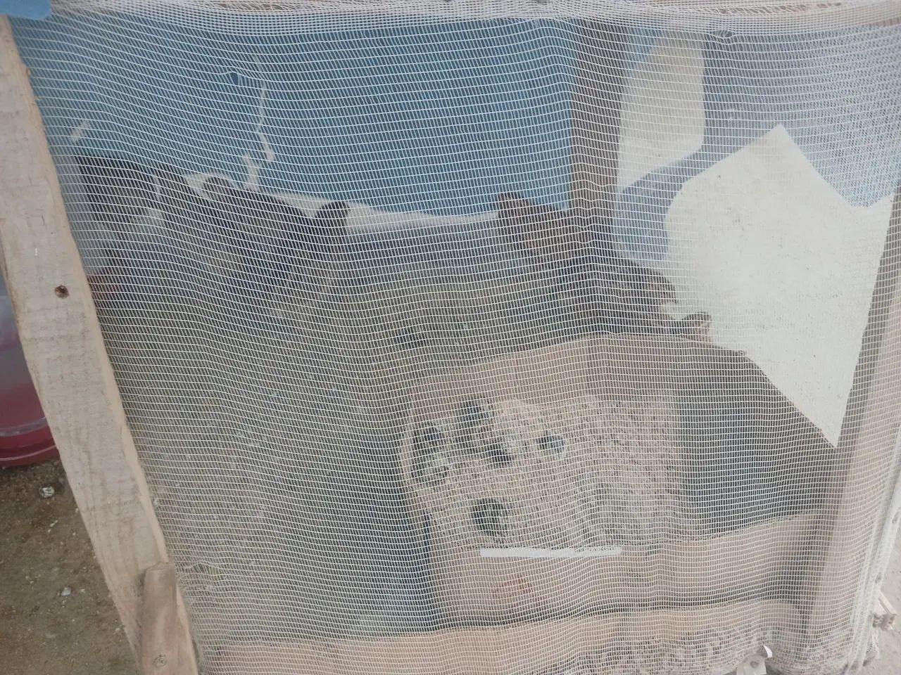 Vende se codorna botando com bebedoures - Foto 2