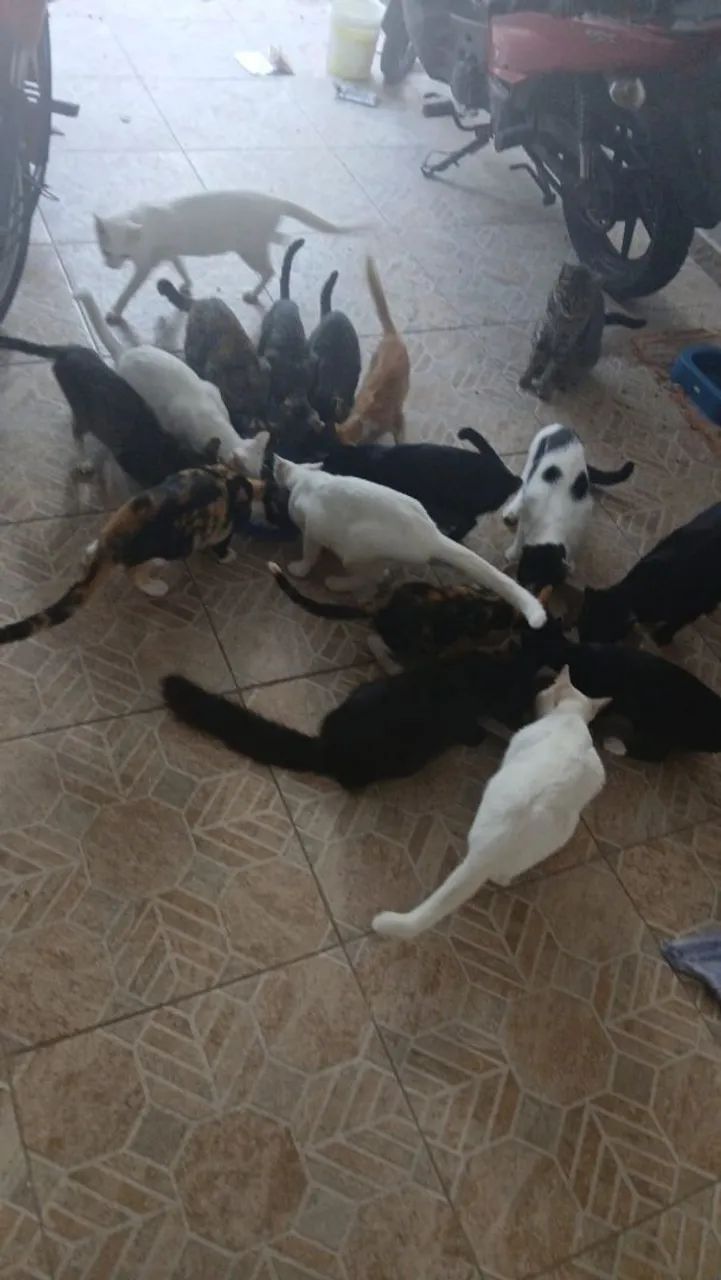Gatos castrados 