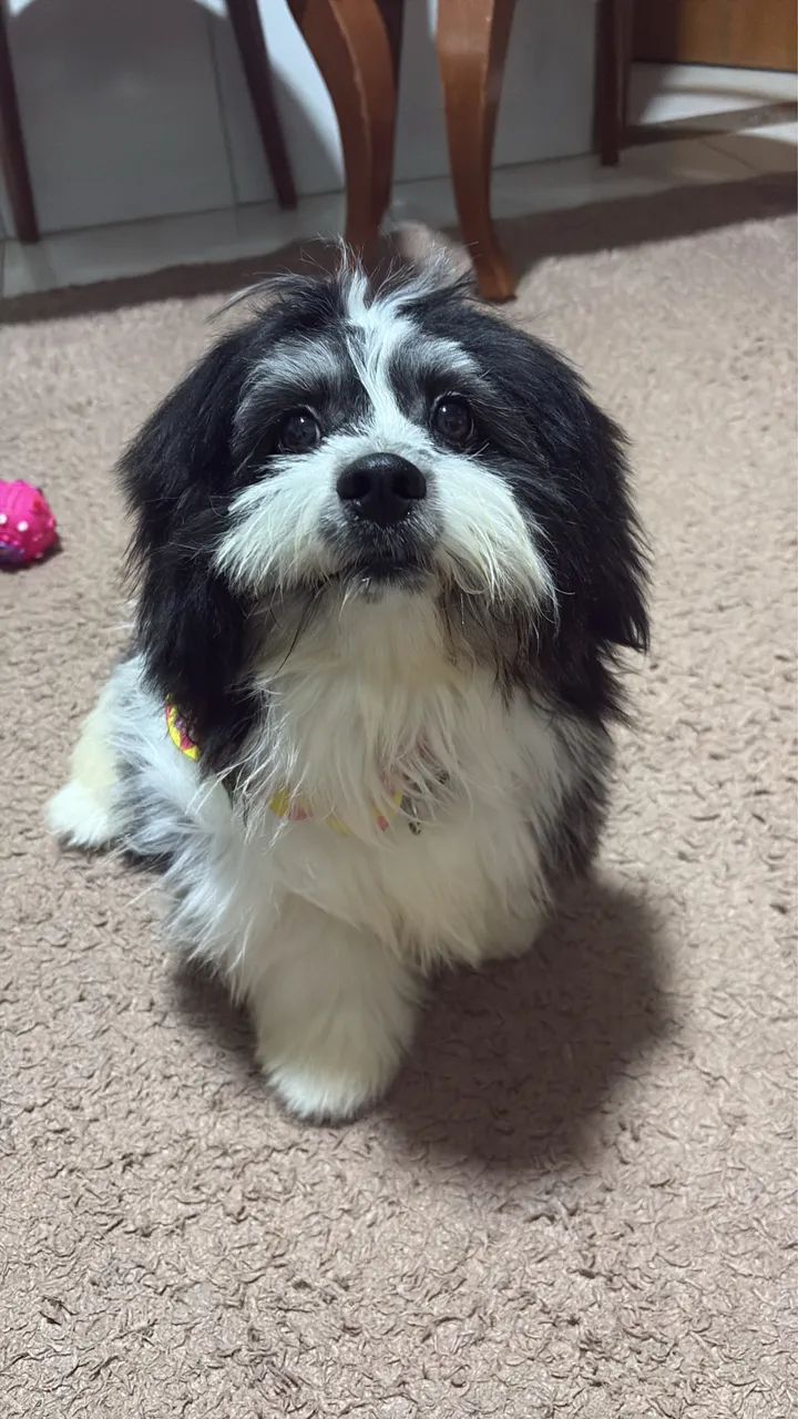 Vende-se lhasa apso macho  - Foto 3