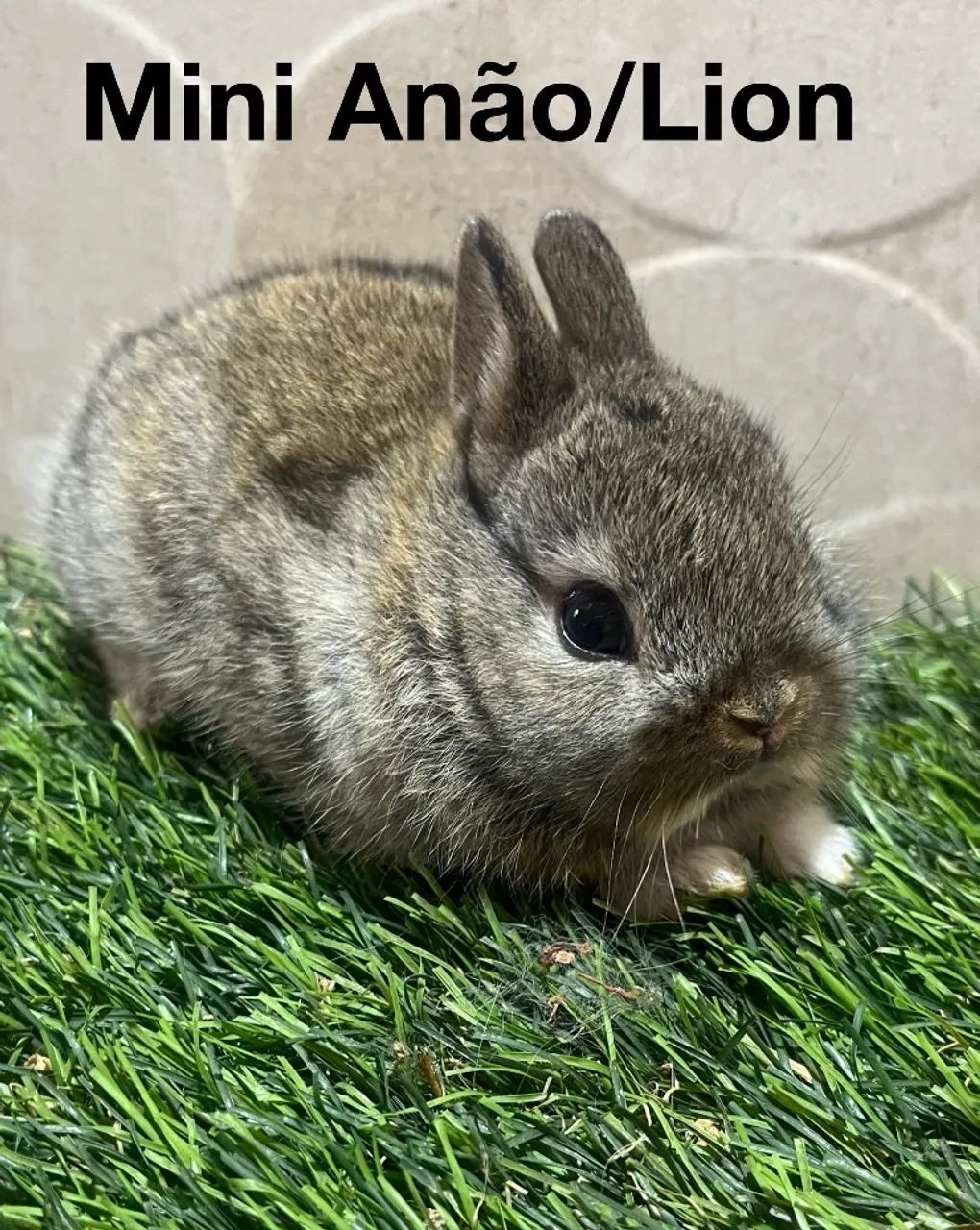 Mini coelhos  - Foto 2