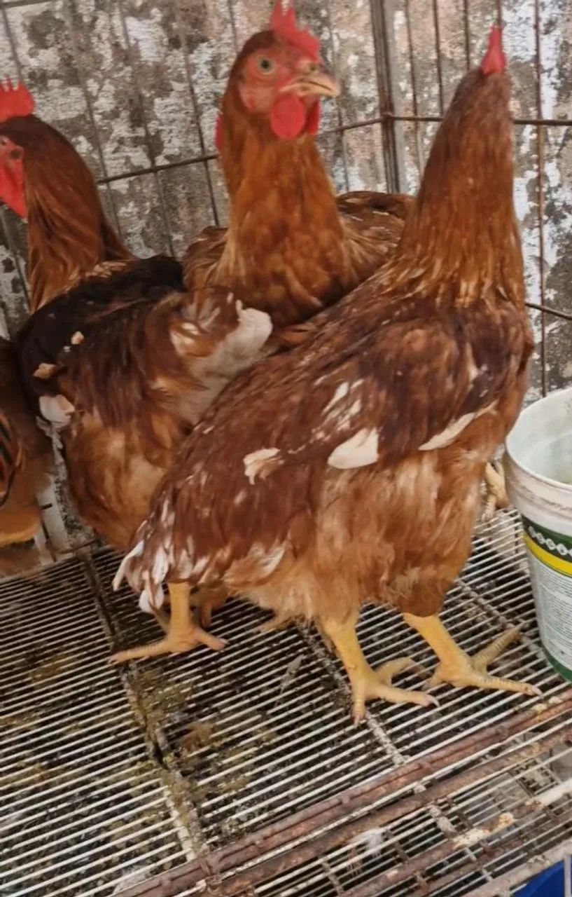 Caipira galinha e galos 