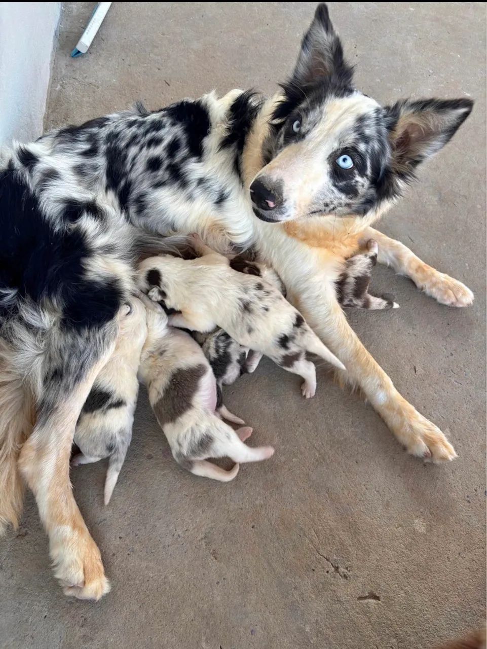 Doação Border Collie 