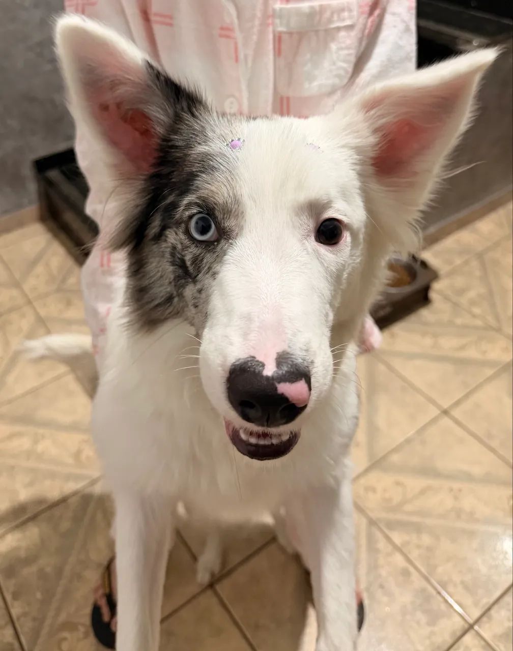 Vendo cadela Border Collie  - Foto 2