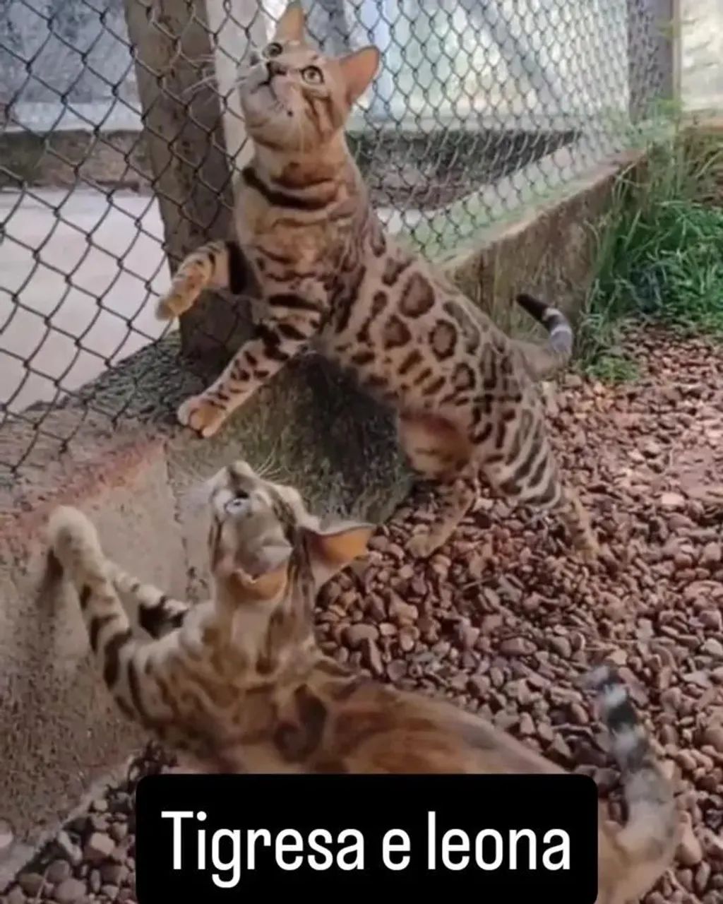 Gato bengal