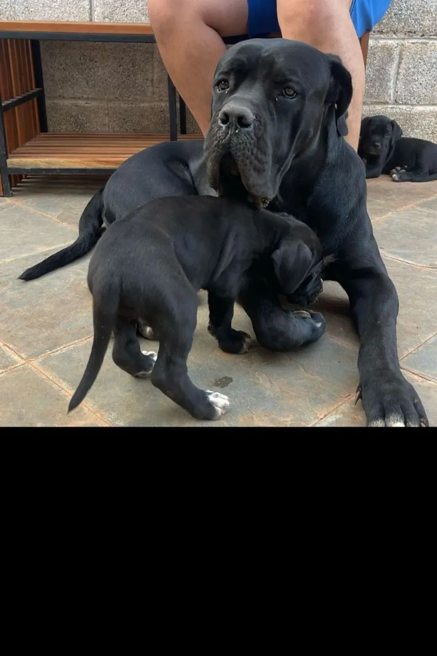 Cane Corso - Filhotes - Foto 5