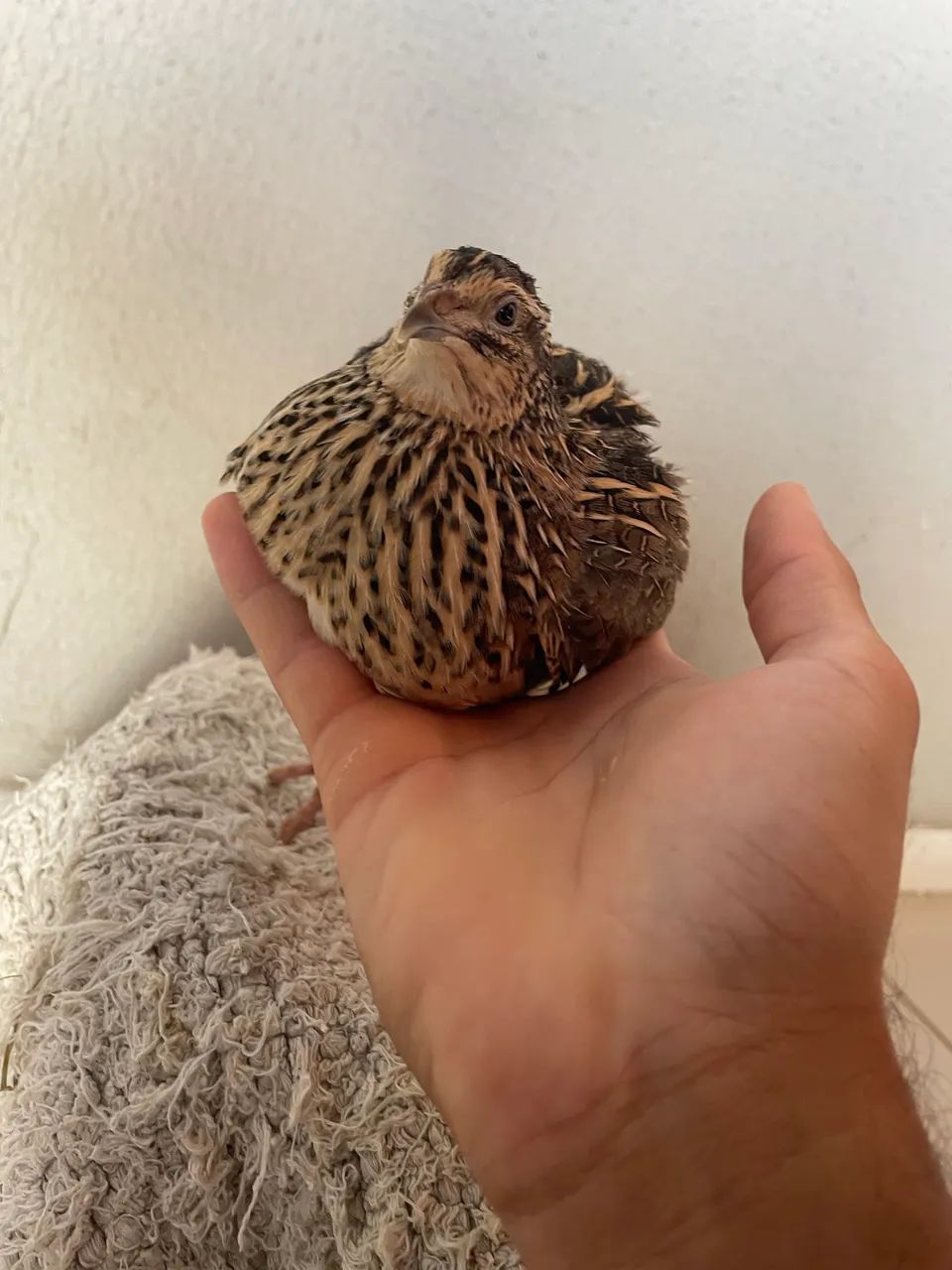 Ovos férteis codorna gigante  - Foto 4