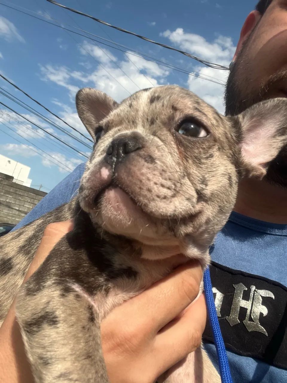 Bulldogue  - Foto 2