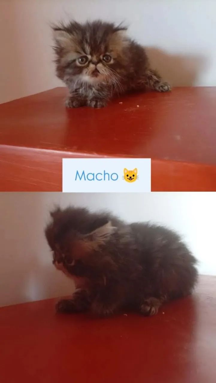 Gato 