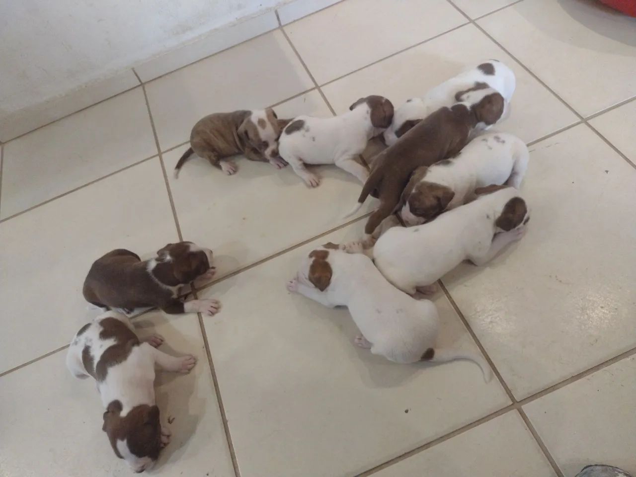 Pitbull filhotes  - Foto 2