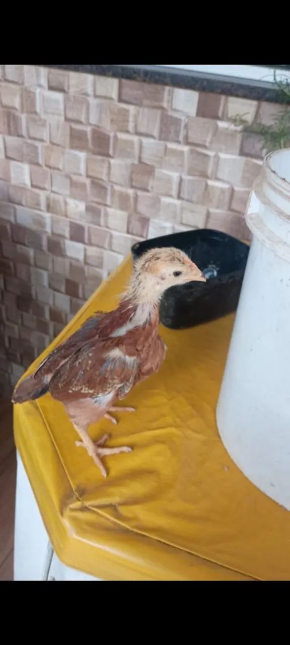 Pintinhos Embrapa 051 fêmea  - Foto 2