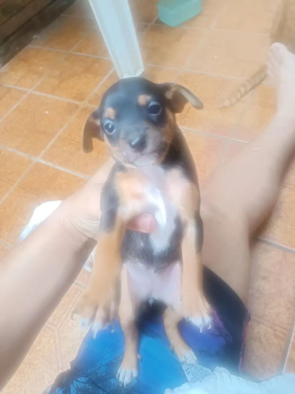 Cachorro pinscher número 01 - Foto 2