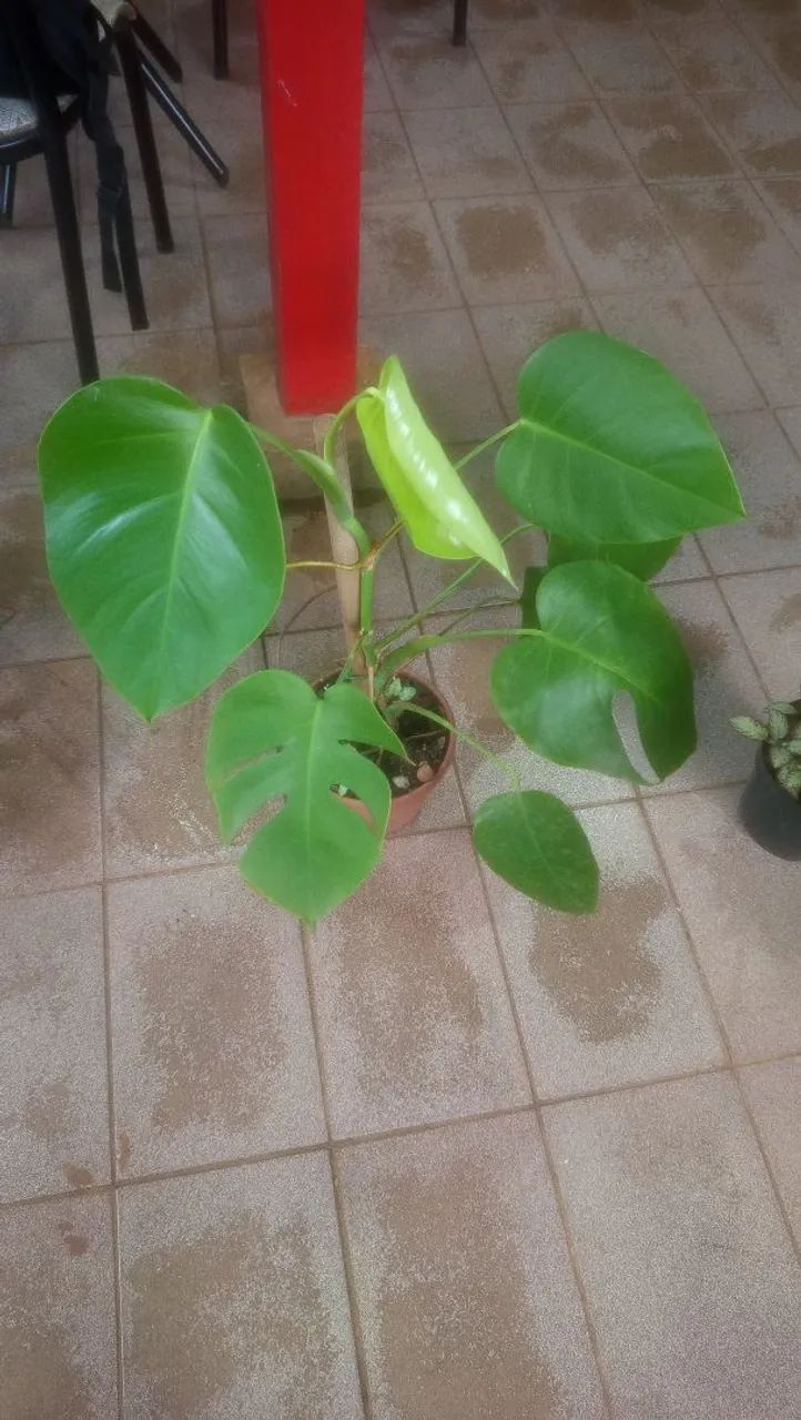 Costela de adão Combo verde magnata  - Foto 2