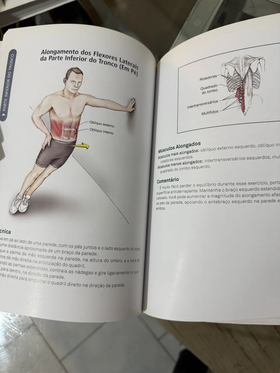 Anatomia do alongamento  - Foto 2