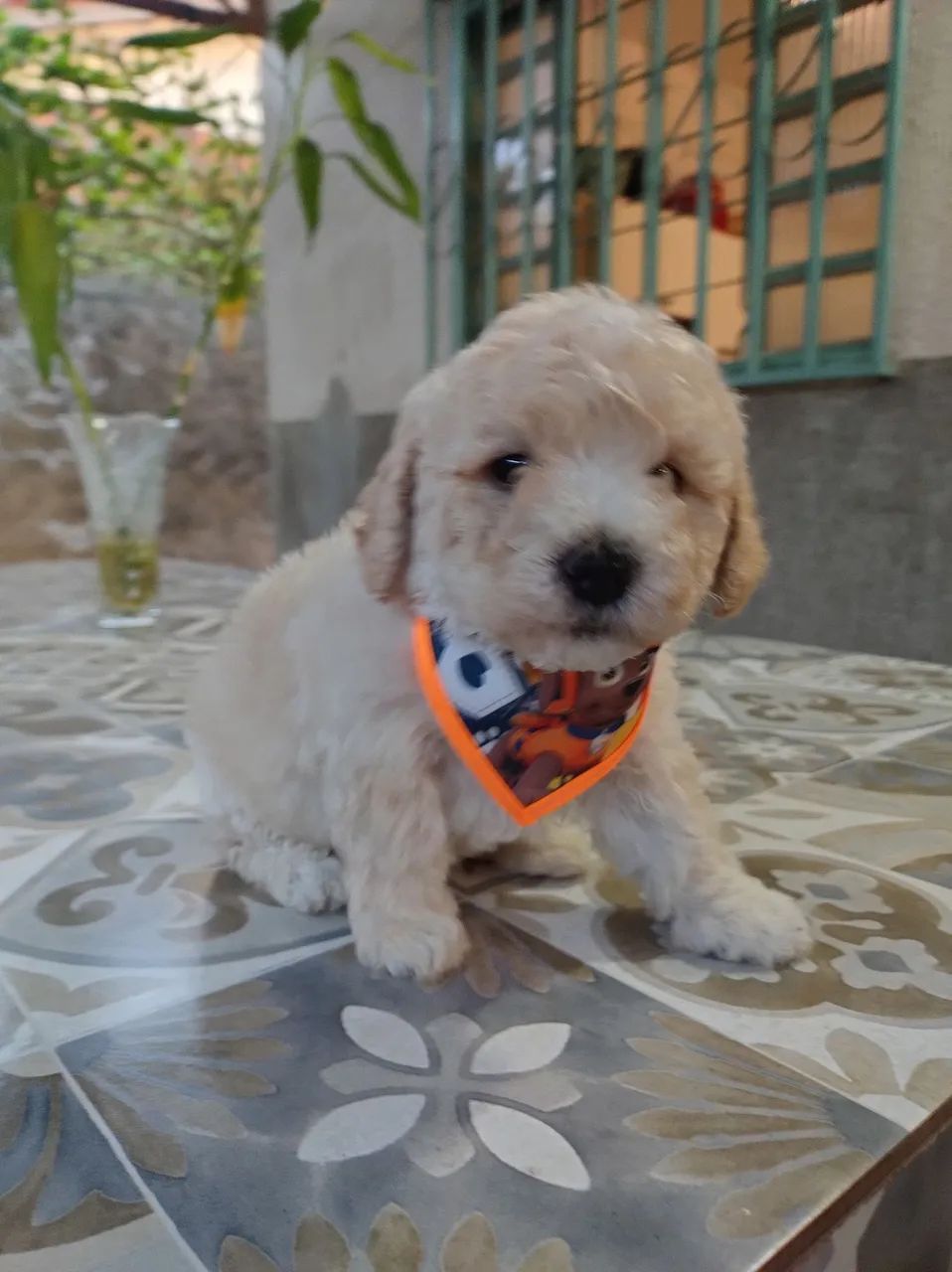 Poodle ? - Foto 5