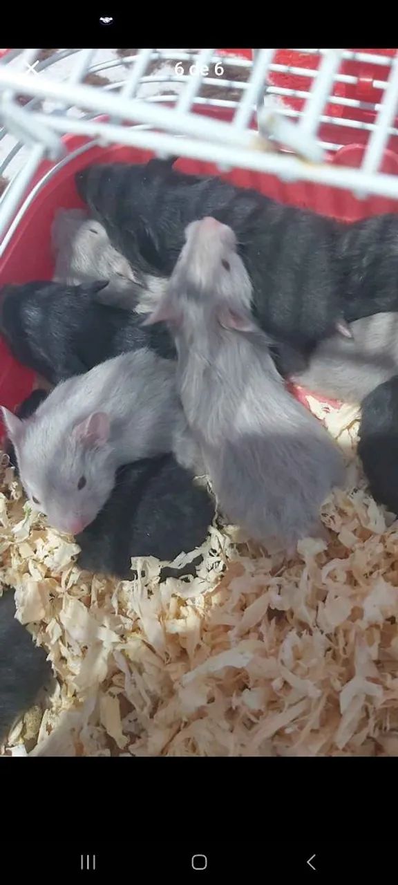 Hamster Sírio  - Foto 2