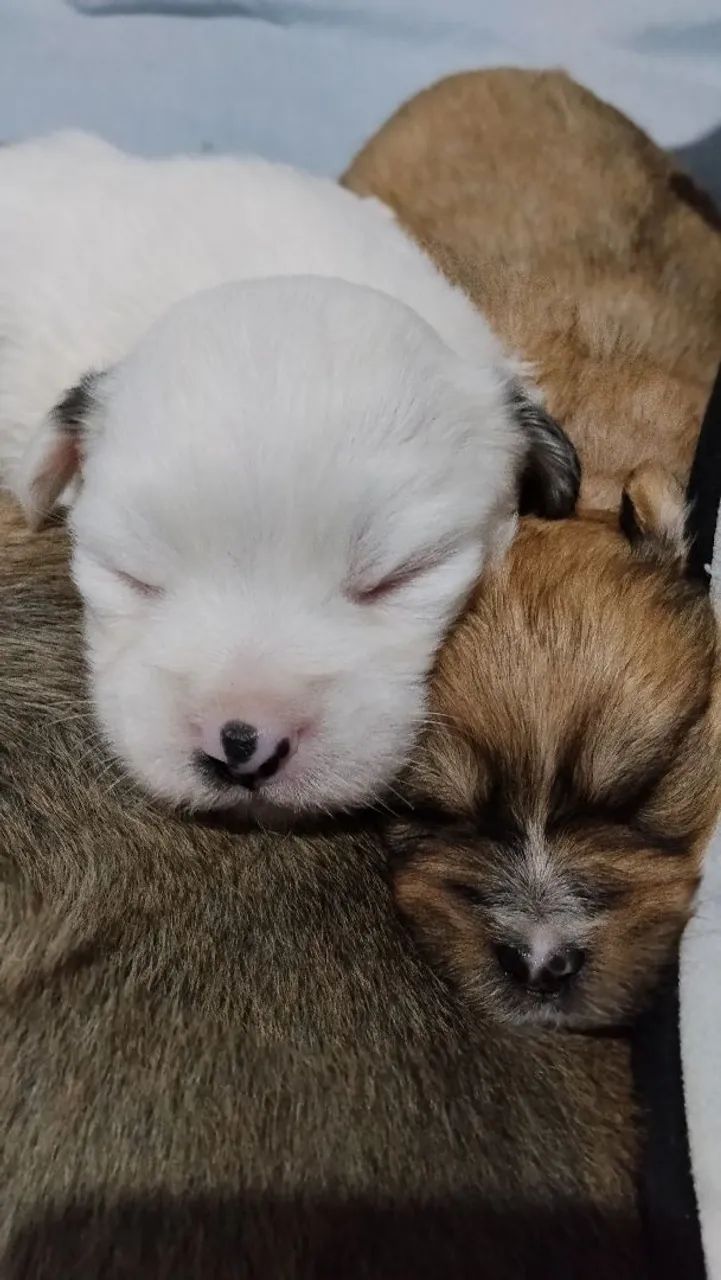 Filhotes de lhasa - Foto 2