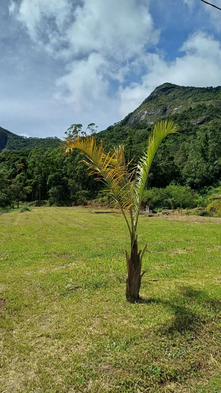 Terreno Friburgo 
