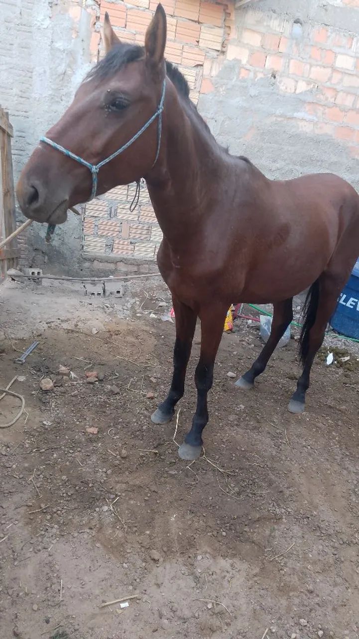 Potro de 1 ano e meio (aceito troca). - Foto 3