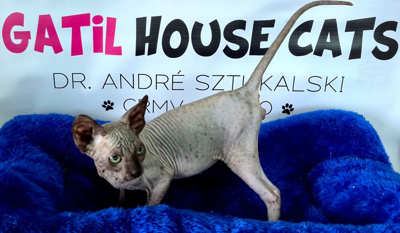 Sphynx machos lindos - Foto 3