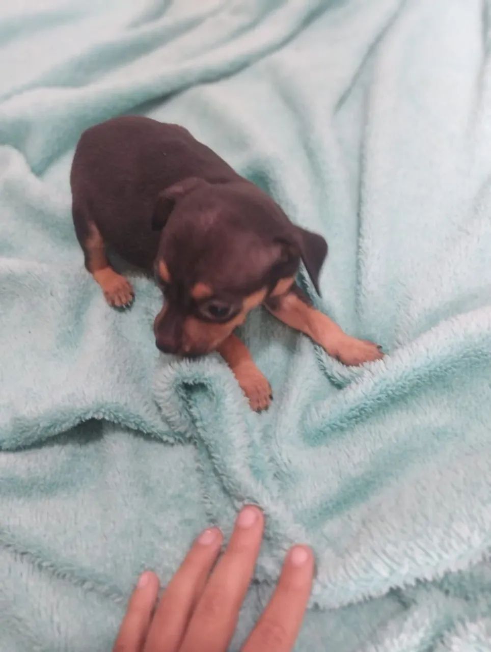 Pinscher macho n1 
