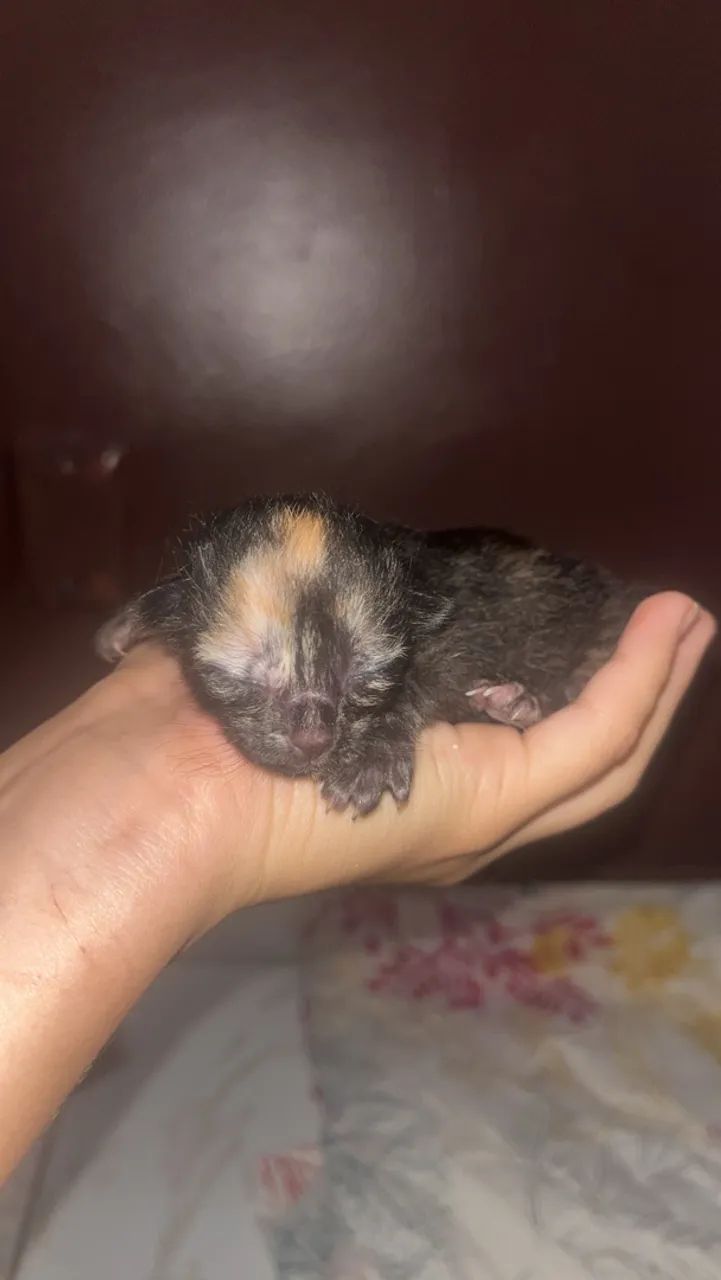 Doa-se gatinhos  - Foto 2