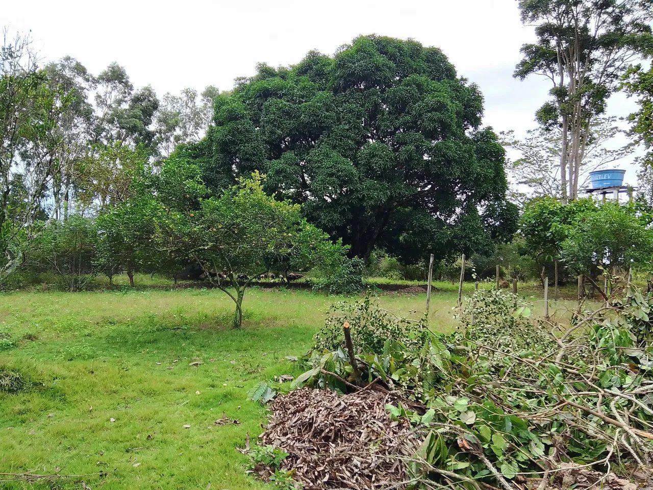 Faço limpeza de terreno com roçadeira