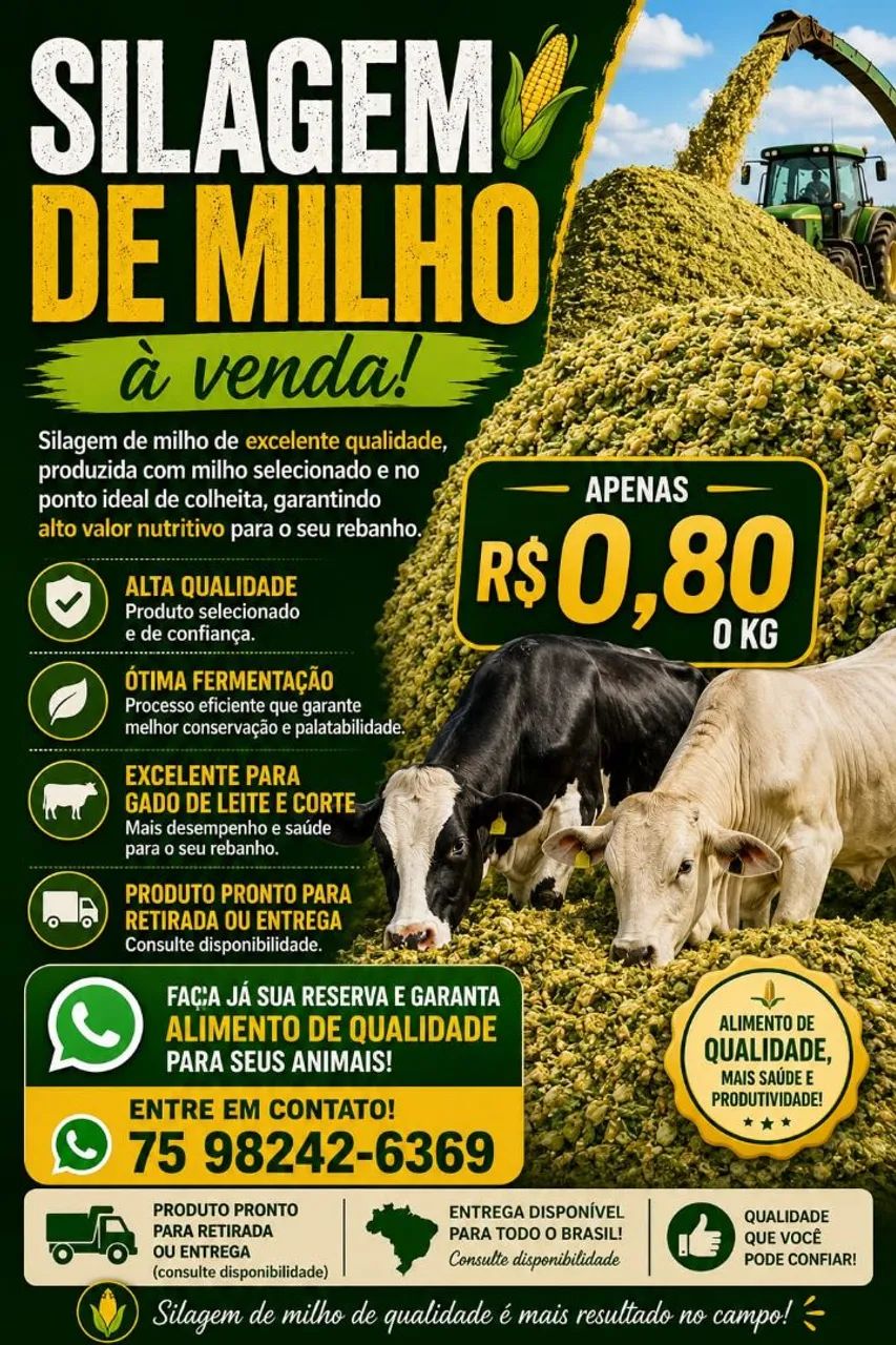 Silagem de Milho 