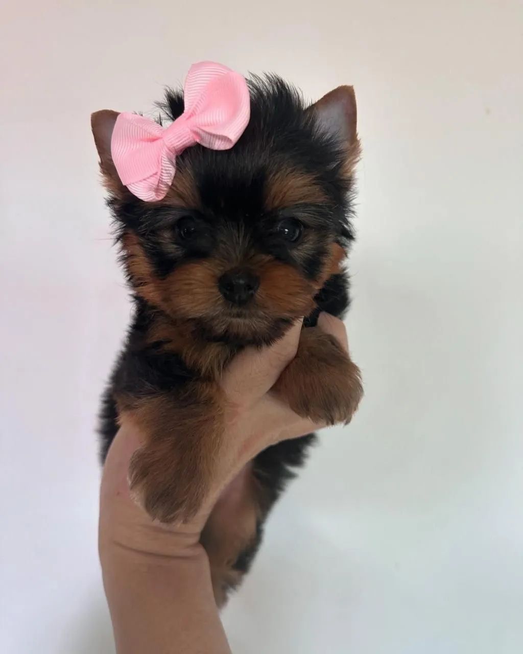 Yorkshire Mini 