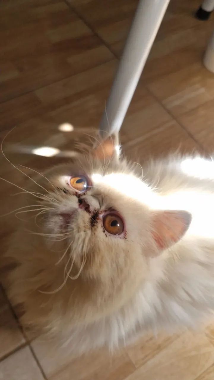 Gato Persa  - Foto 3