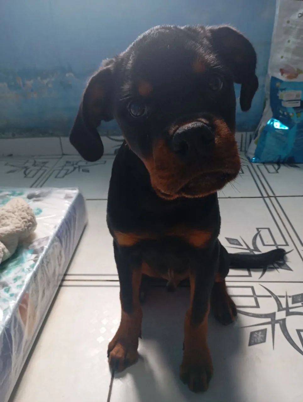 Tou vendo a esse preço por quê vou embora e tenho que vender ele rapidinho antes de ir. - Foto 5