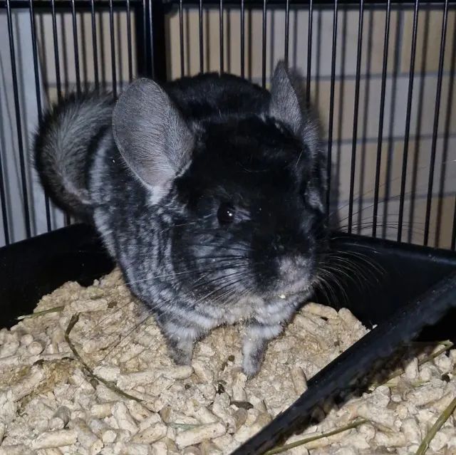 Chinchila Black Velvet macho 6 meses - Foto 3