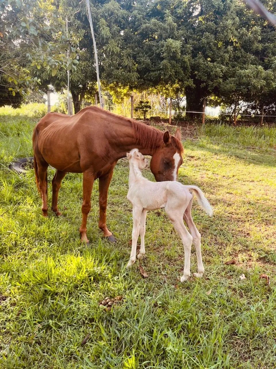 Égua com Potrinha 