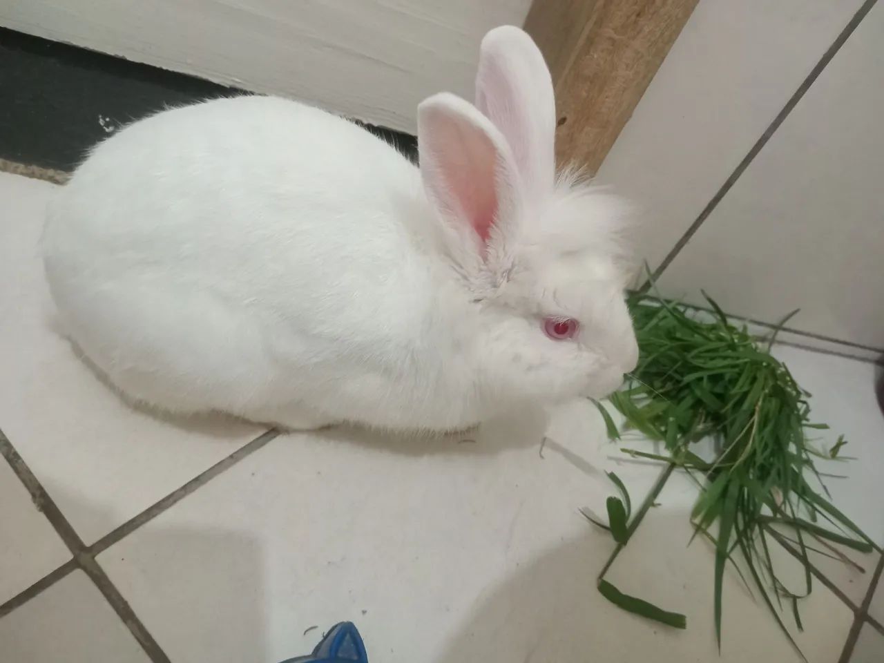 Coelho 