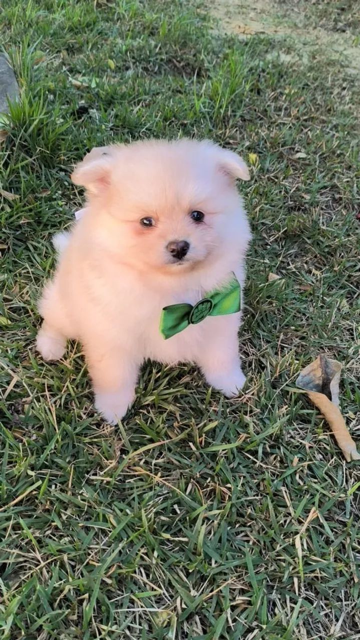 Spitz alemão  - Foto 3