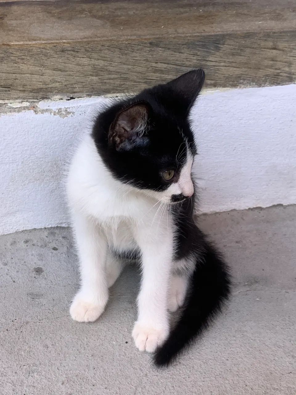 Lindos gatinhos  - Foto 4
