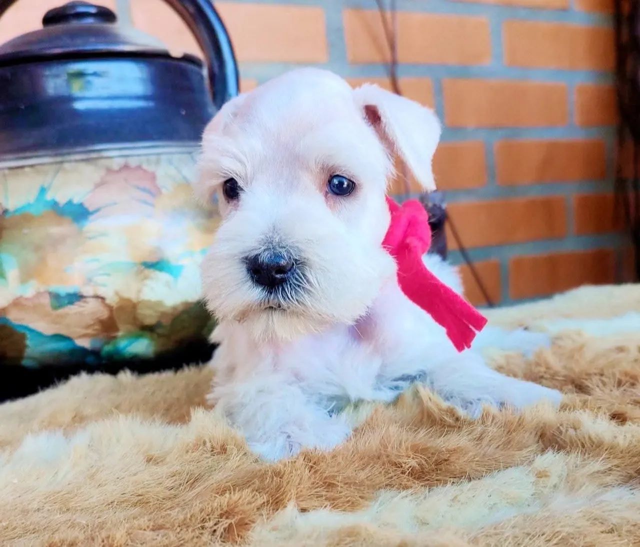Schnauzer brancos macho  - Foto 3