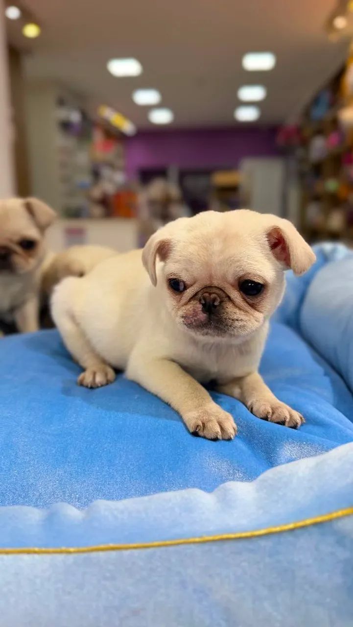 Pug macho  - Foto 5