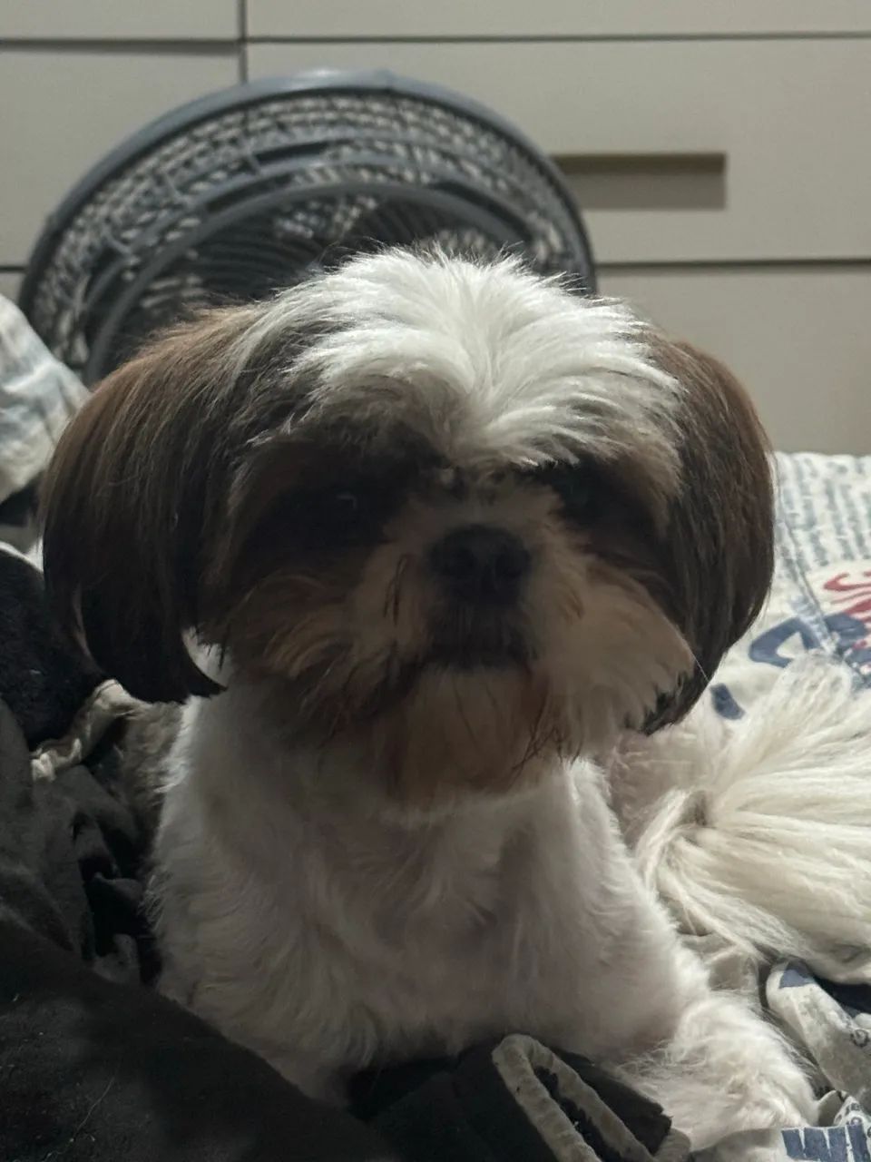 shih tzu fêmea  - Foto 2