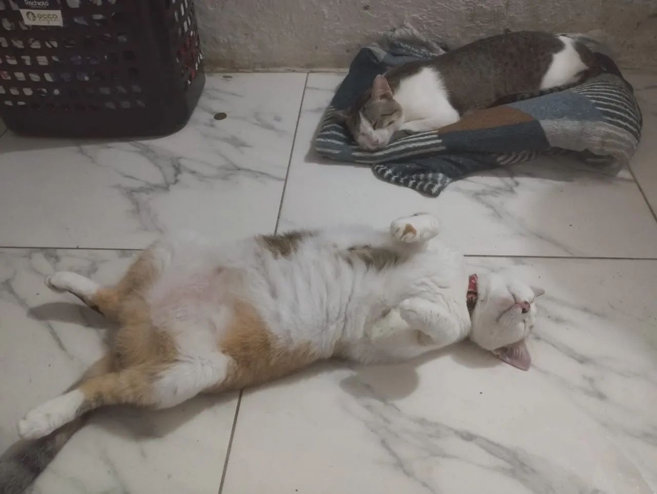 Gatos para doação  - Foto 2