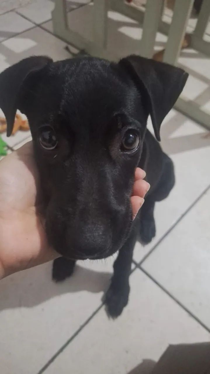 ADOÇÃO URGENTE - Foto 4