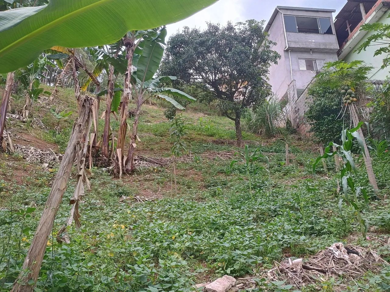 João de Deus da Silva  - Foto 5