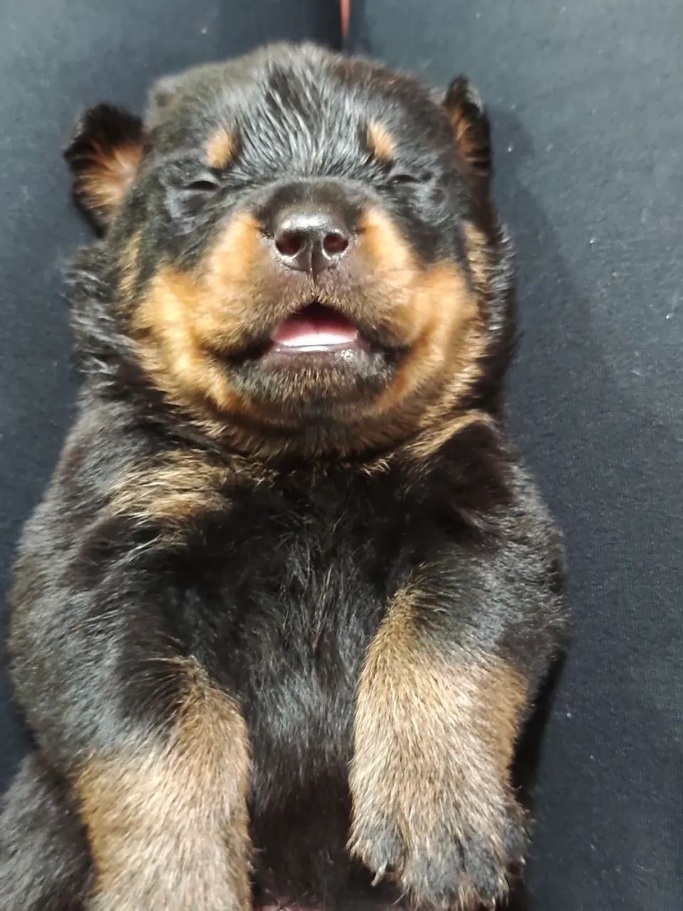 Filhotes de Rottweiler MACHO 