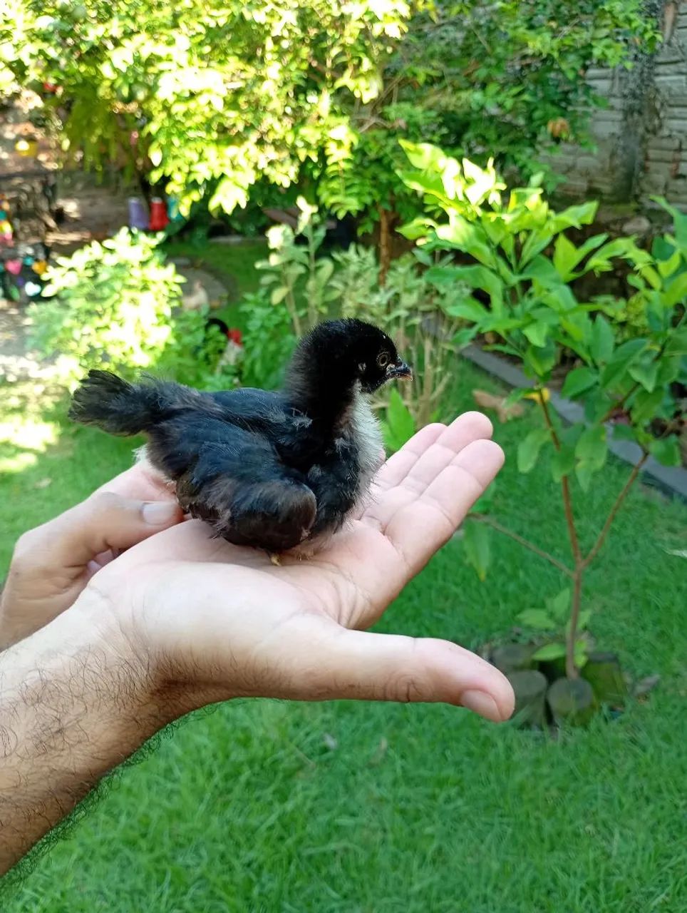 Pintinhos de garnize