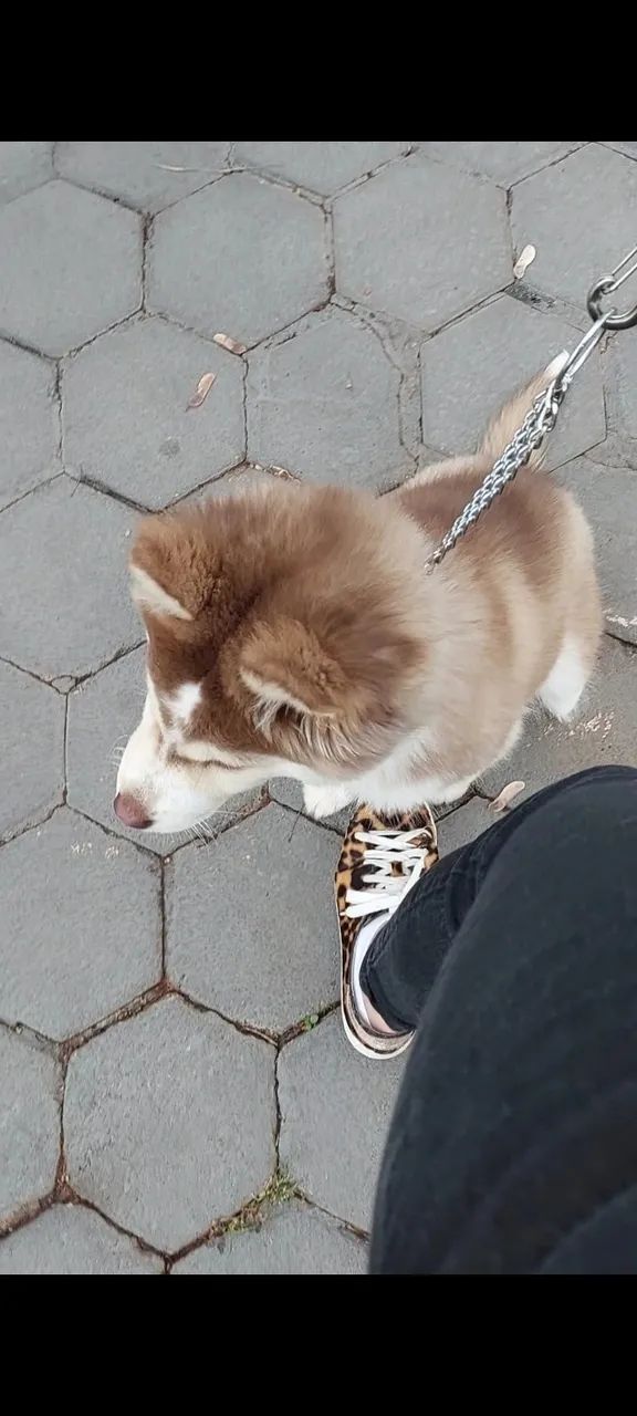 Husky siberiano  - Foto 3