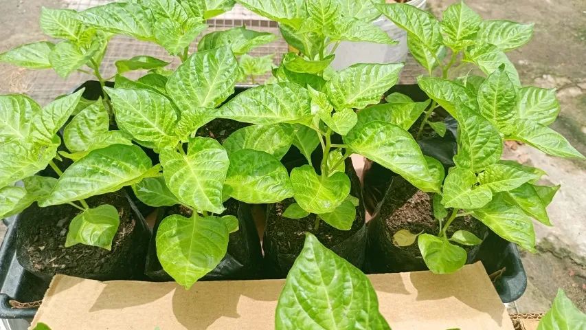 Mudas de Pimenta de Cheiro do Norte - Foto 4