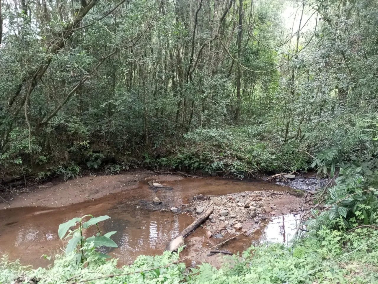 CHÁCARA NA DIVISA DE CAMPO LARGO COM BALSA NOVA<br> - Foto 3