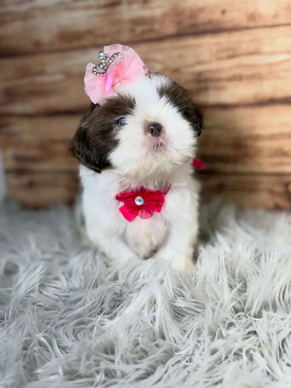 SHIHTZU ursinhos  - Foto 5
