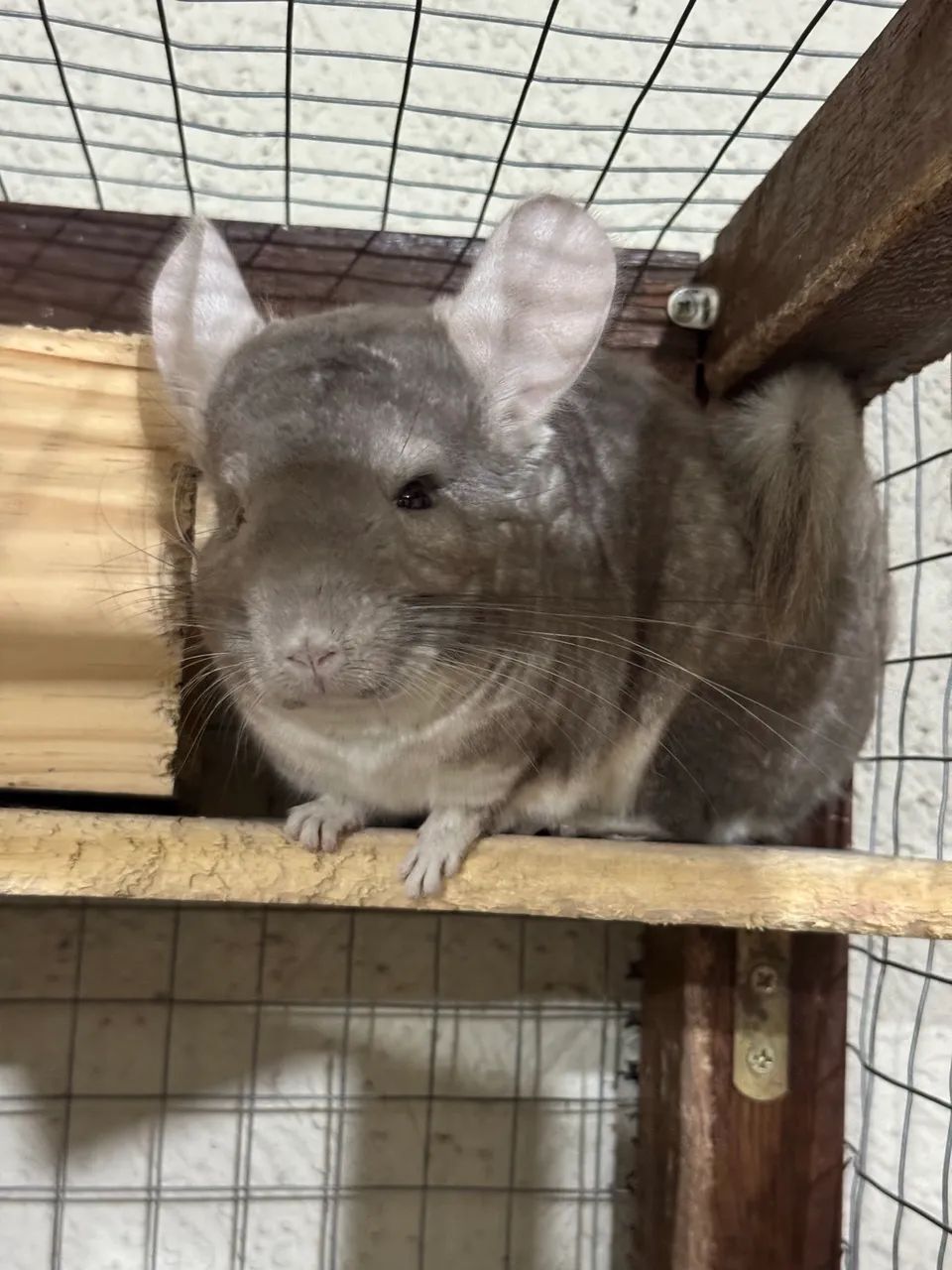 Chinchilas  - Foto 2