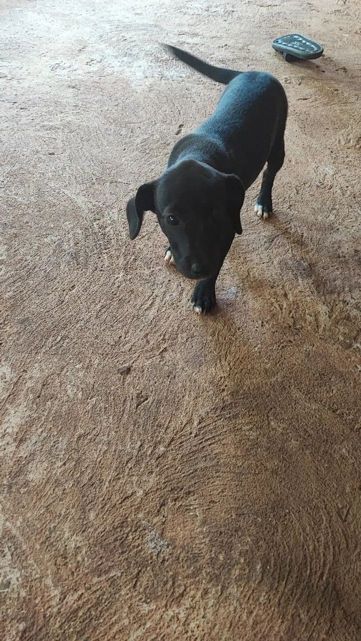 Doa se uma cachorrinha  - Foto 2